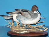 Pintail Drake